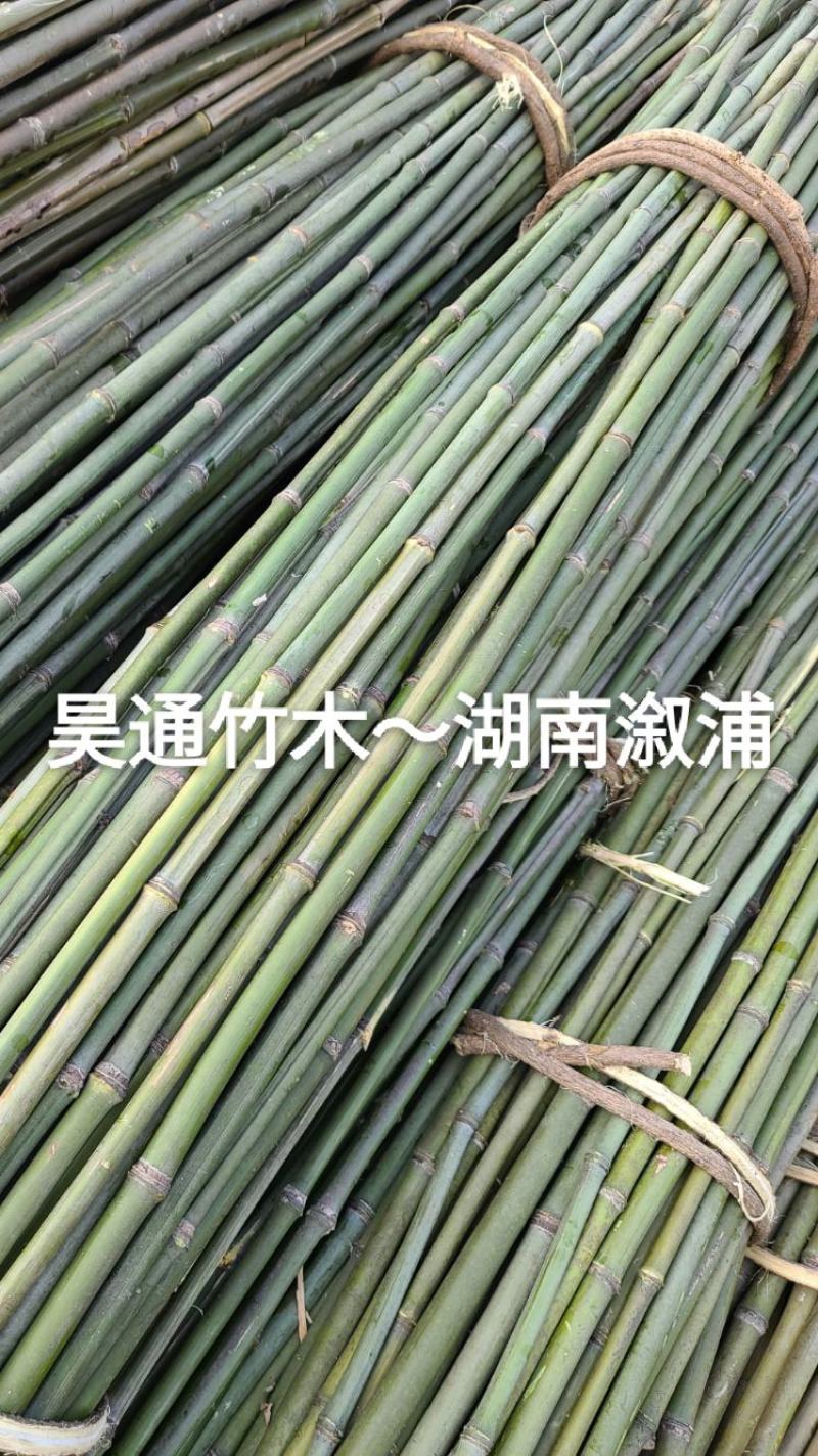 湘西雪峰山2.4米～2.5米金竹、铁竹、菜架竹、竹竿