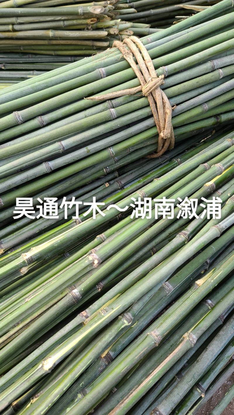 湘西雪峰山2.4米～2.5米金竹、铁竹、菜架竹、竹竿