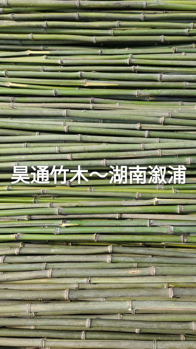 湘西雪峰山2.4米～2.5米金竹、铁竹、菜架竹、竹竿