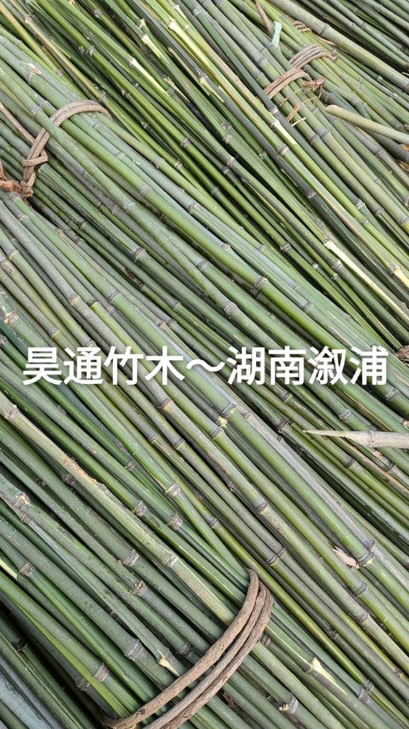 湘西雪峰山2.4米～2.5米金竹、铁竹、菜架竹、竹竿