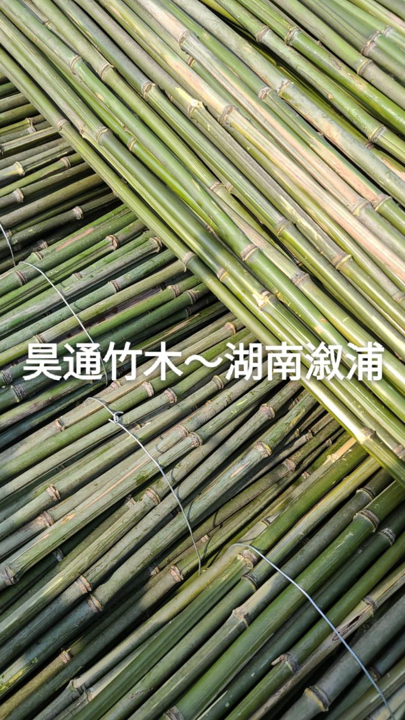 湘西雪峰山2.4米～2.5米金竹、铁竹、菜架竹、竹竿