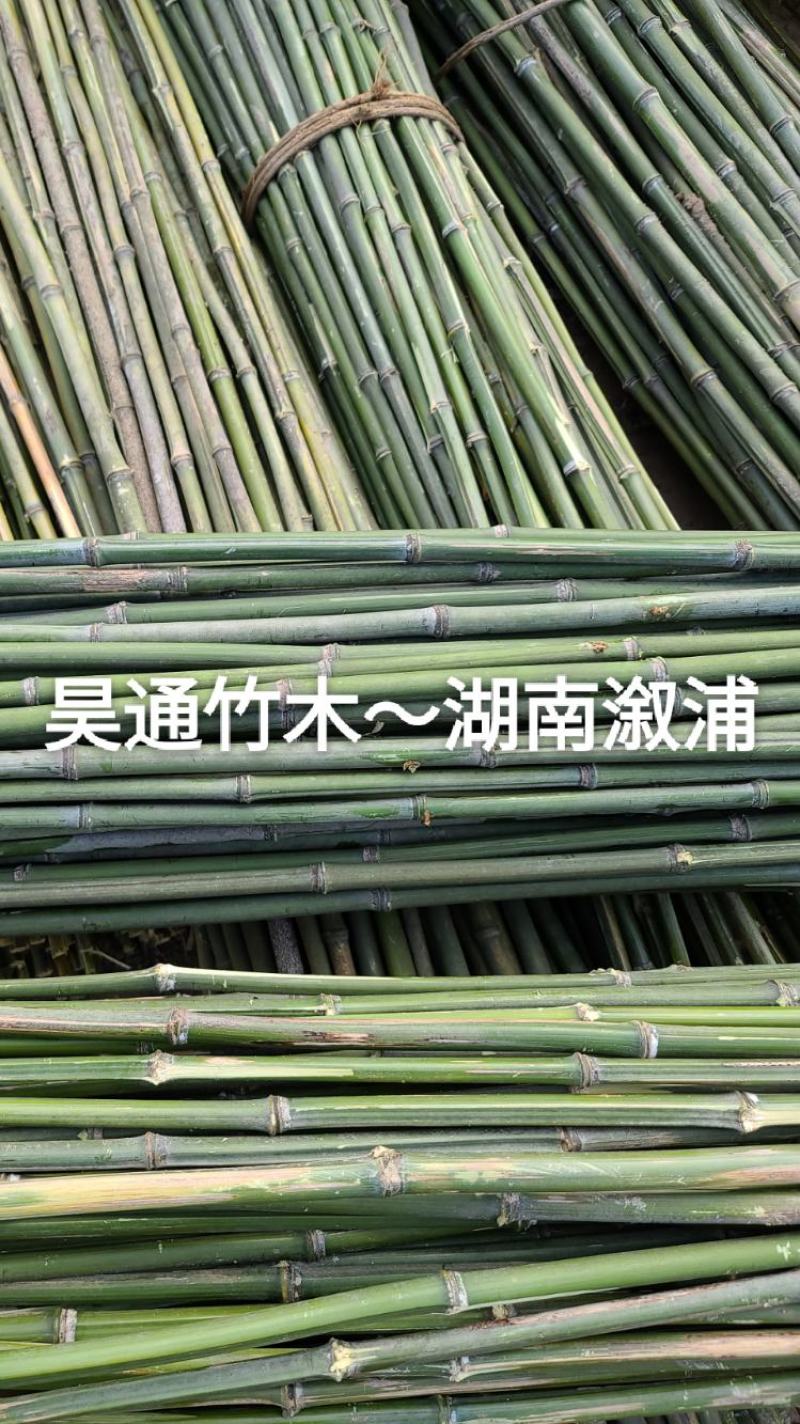 湘西雪峰山2.4米～2.5米金竹、铁竹、菜架竹、竹竿