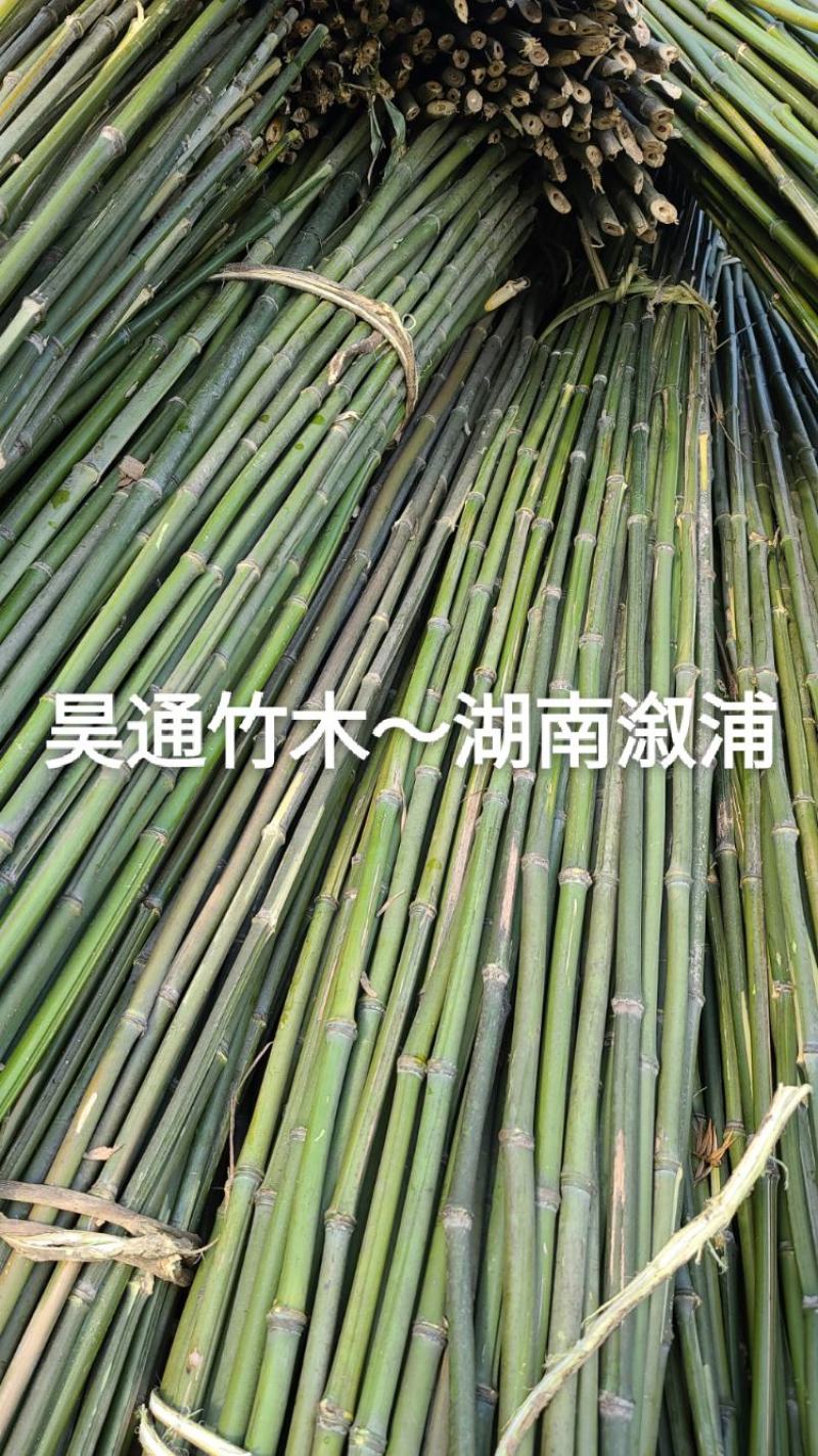 湘西雪峰山2.4米～2.5米金竹、铁竹、菜架竹、竹竿