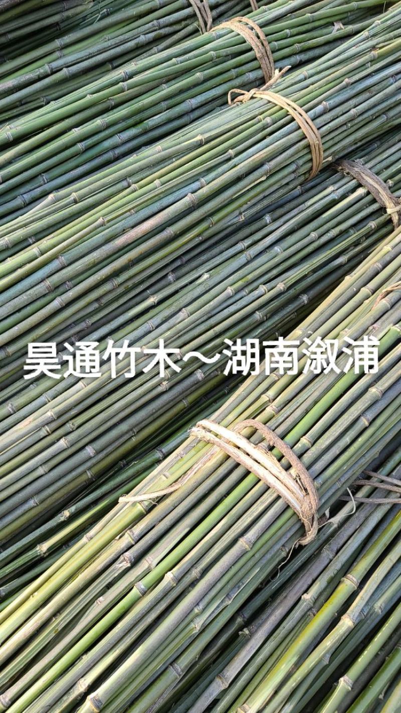 湘西雪峰山2.4米～2.5米金竹、铁竹、菜架竹、竹竿