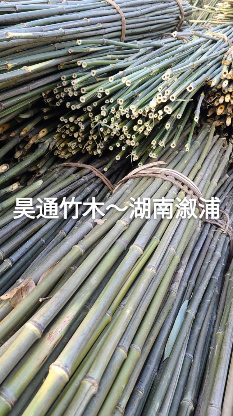 湘西雪峰山2.4米～2.5米金竹、铁竹、菜架竹、竹竿