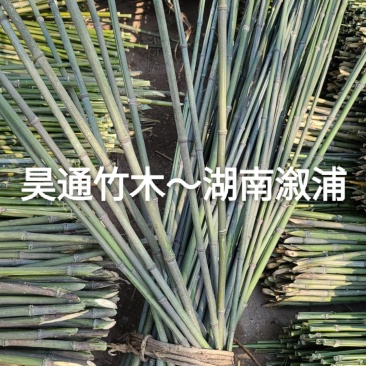 湘西雪峰山2.4米～2.5米金竹、铁竹、菜架竹、竹竿