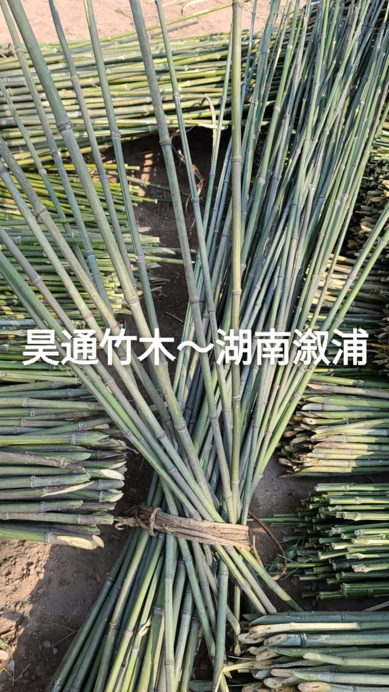 湘西雪峰山2.4米～2.5米金竹、铁竹、菜架竹、竹竿