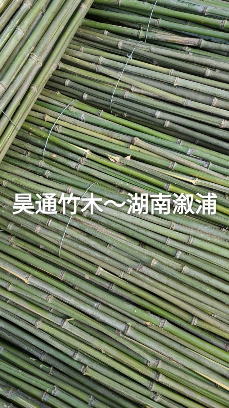 湘西雪峰山2.4米～2.5米金竹、铁竹、菜架竹、竹竿