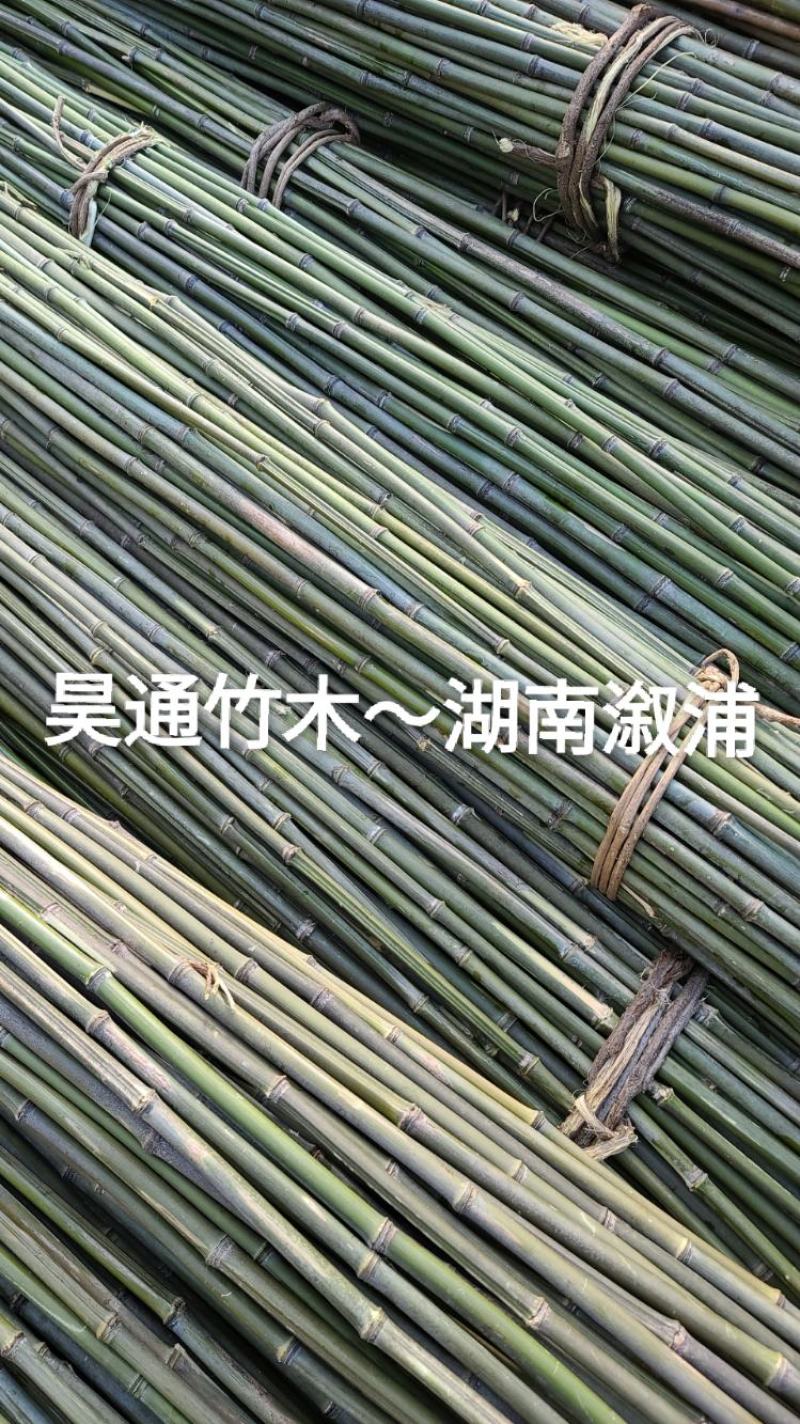 湘西雪峰山2.4米～2.5米金竹、铁竹、菜架竹、竹竿