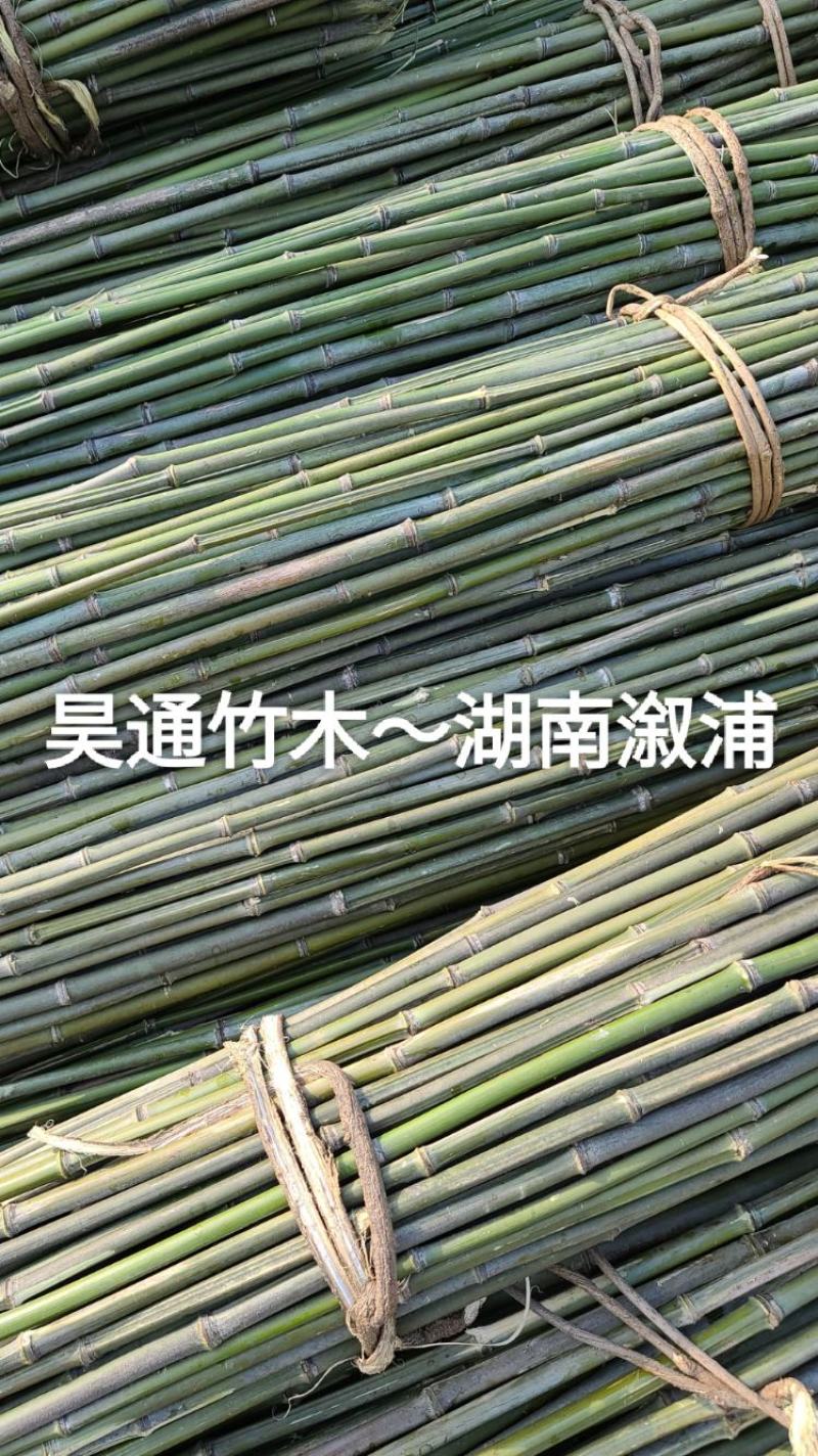 湘西雪峰山2.4米～2.5米金竹、铁竹、菜架竹、竹竿