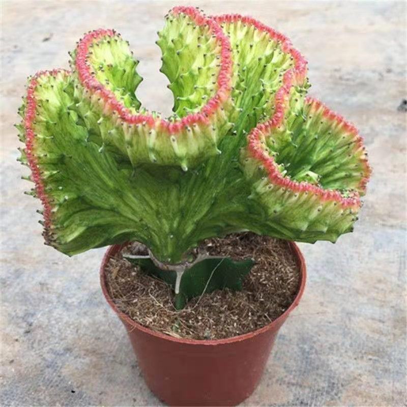 彩麒麟盆栽仙人掌花卉室内绿植吸甲醛防辐射镇宅辟邪植物春峰
