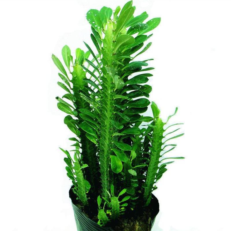 彩麒麟盆栽仙人掌花卉室内绿植吸甲醛防辐射镇宅辟邪植物春峰