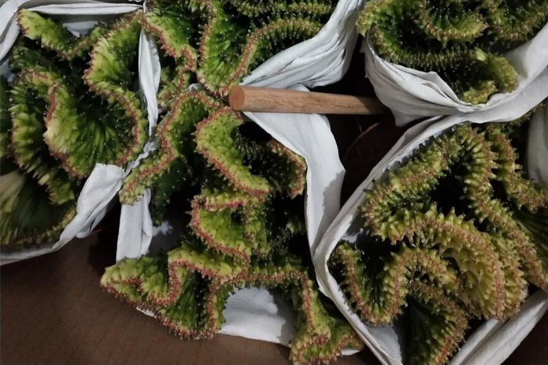 彩麒麟盆栽仙人掌花卉室内绿植吸甲醛防辐射镇宅辟邪植物春峰