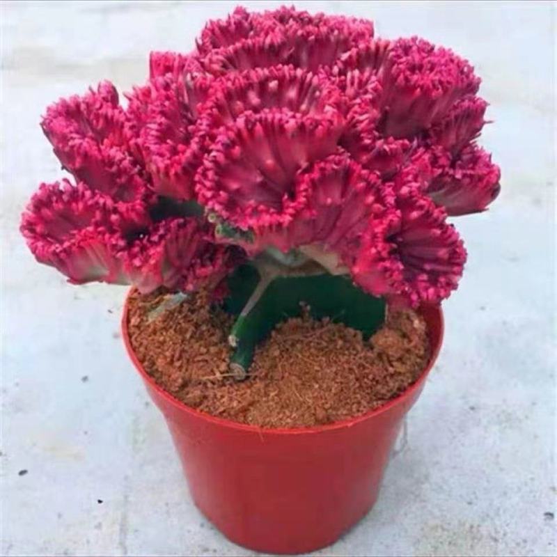 彩麒麟盆栽仙人掌花卉室内绿植吸甲醛防辐射镇宅辟邪植物春峰