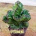 彩麒麟盆栽仙人掌花卉室内绿植吸甲醛防辐射镇宅辟邪植物春峰