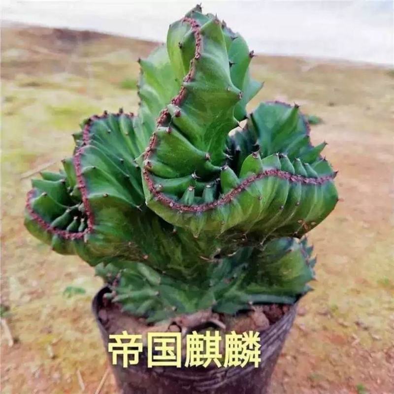 彩麒麟盆栽仙人掌花卉室内绿植吸甲醛防辐射镇宅辟邪植物春峰
