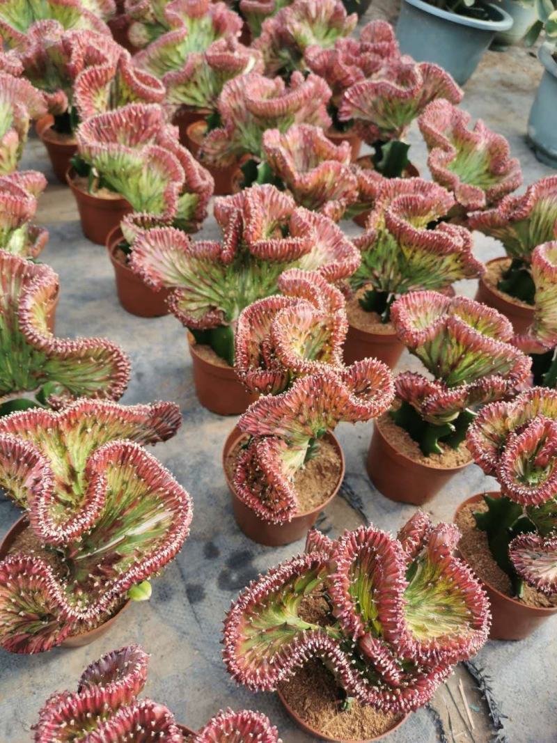 彩麒麟盆栽仙人掌花卉室内绿植吸甲醛防辐射镇宅辟邪植物春峰