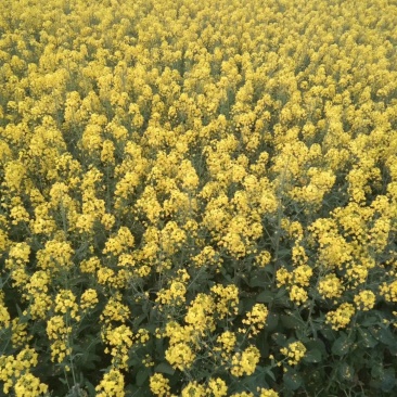 纯传统工艺菜籽油农户绿色纯正菜籽油