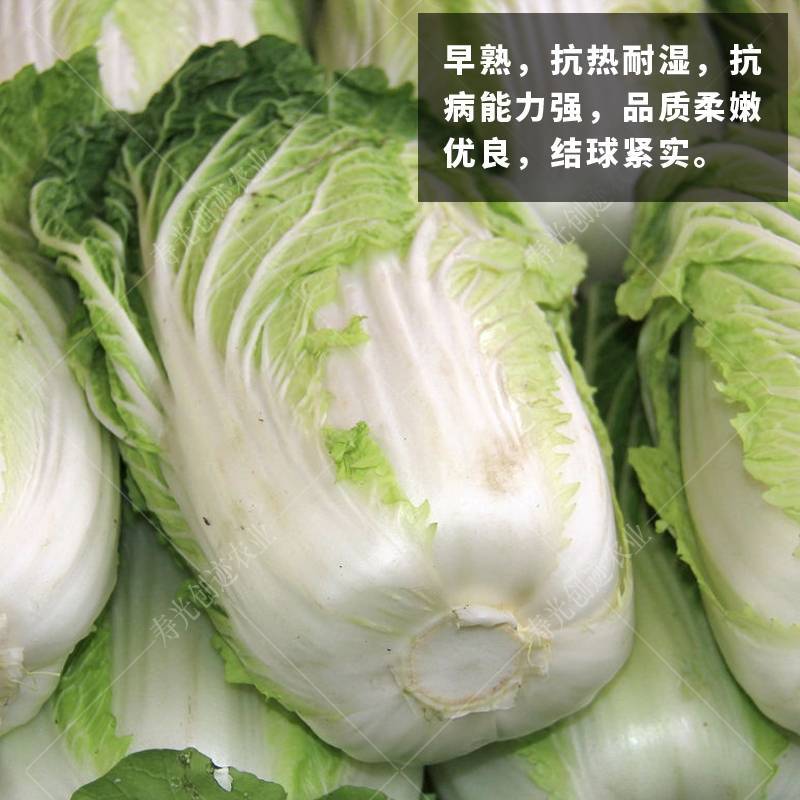 抗热夏播白菜种子超夏阳青岛夏优王早熟50天上市白菜种子
