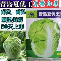 抗热夏播白菜种子超夏阳青岛夏优王早熟50天上市白菜种子