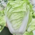 抗热夏播白菜种子超夏阳青岛夏优王早熟50天上市白菜种子