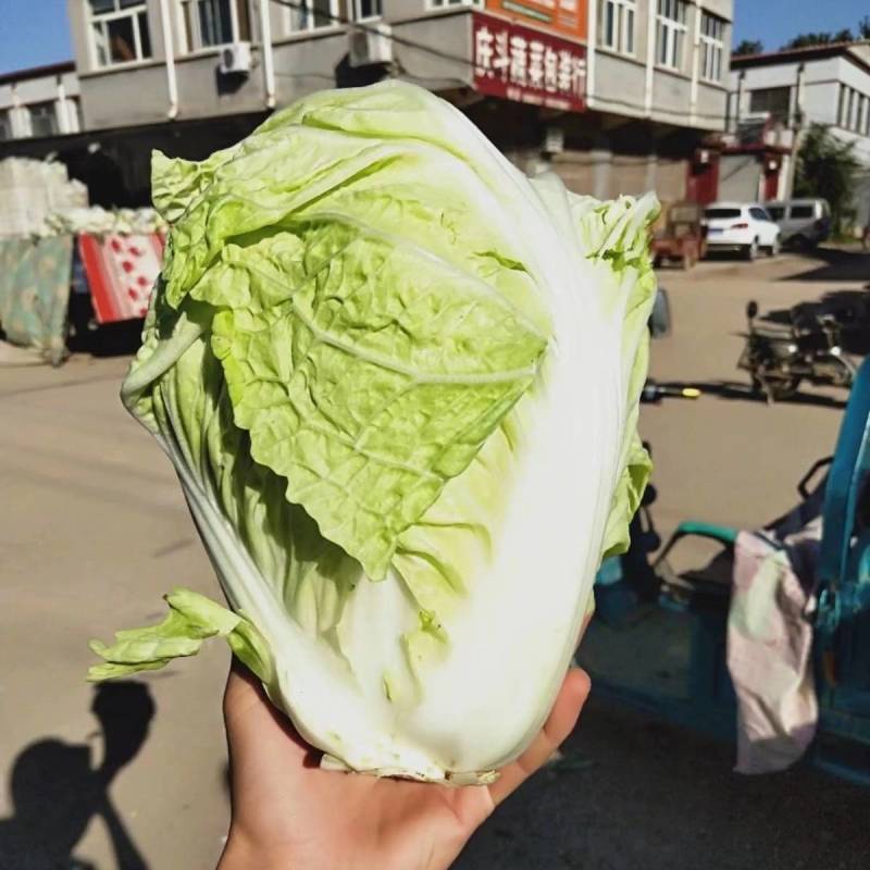 抗热夏播白菜种子超夏阳青岛夏优王早熟50天上市白菜种子