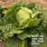 抗热夏播白菜种子超夏阳青岛夏优王早熟50天上市白菜种子