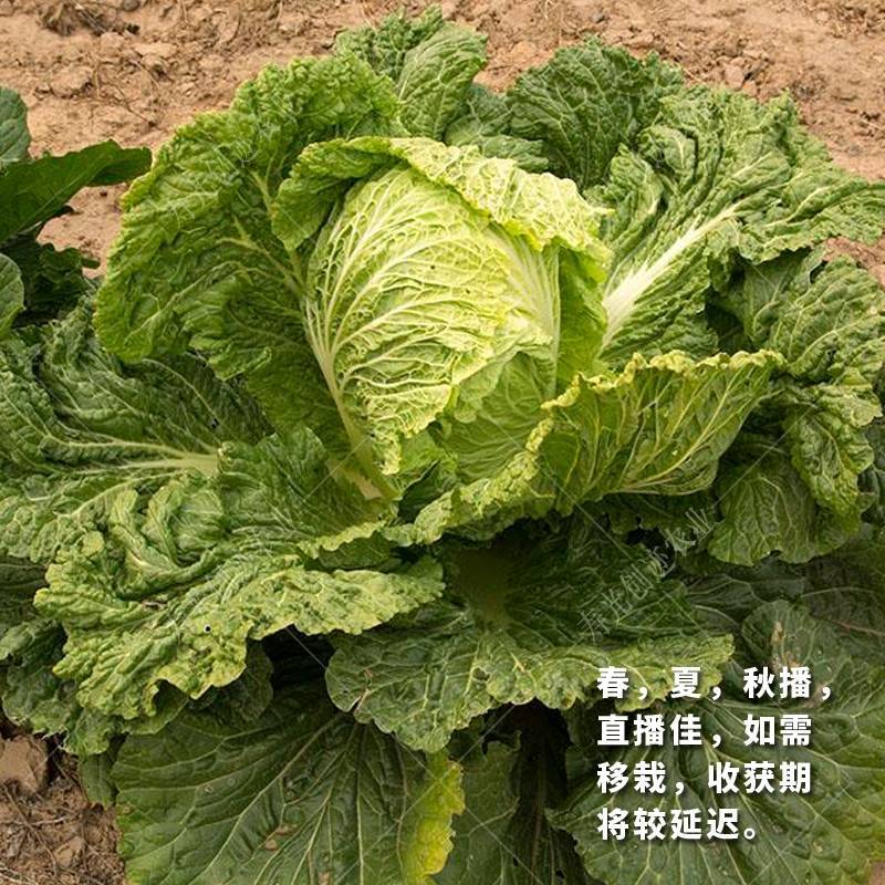 抗热夏播白菜种子超夏阳青岛夏优王早熟50天上市白菜种子