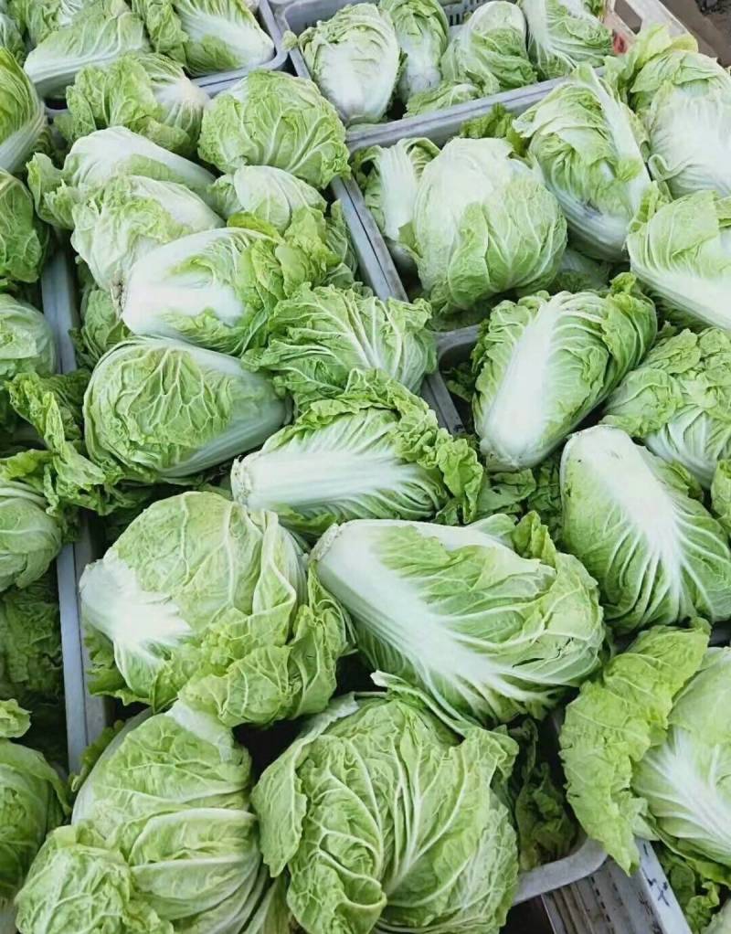 抗热夏播白菜种子超夏阳青岛夏优王早熟50天上市白菜种子