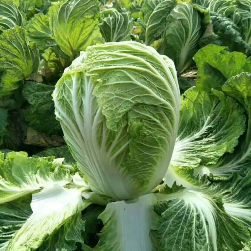 抗热夏播白菜种子超夏阳青岛夏优王早熟50天上市白菜种子