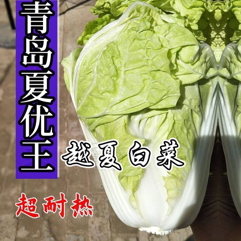 抗热夏播白菜种子超夏阳青岛夏优王早熟50天上市白菜种子