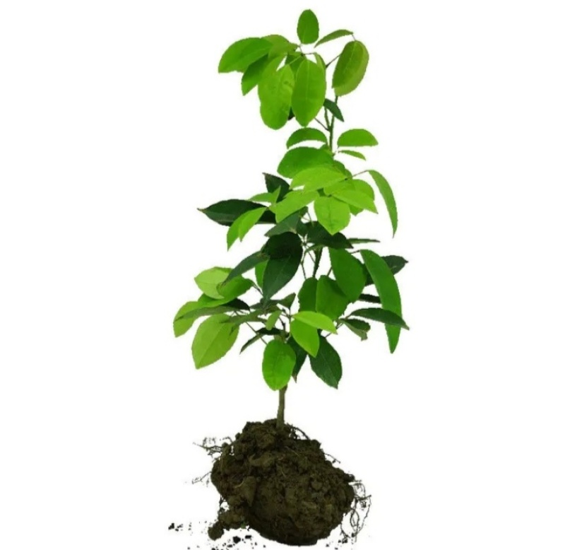 八月瓜苗果园上架丰产大苗当年结果苗两年小苗次年结果苗
