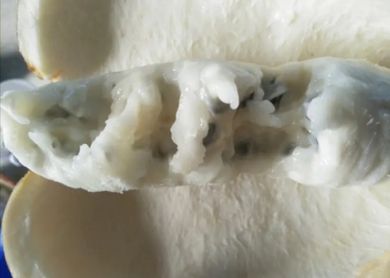 八月瓜苗果园上架丰产大苗当年结果苗两年小苗次年结果苗