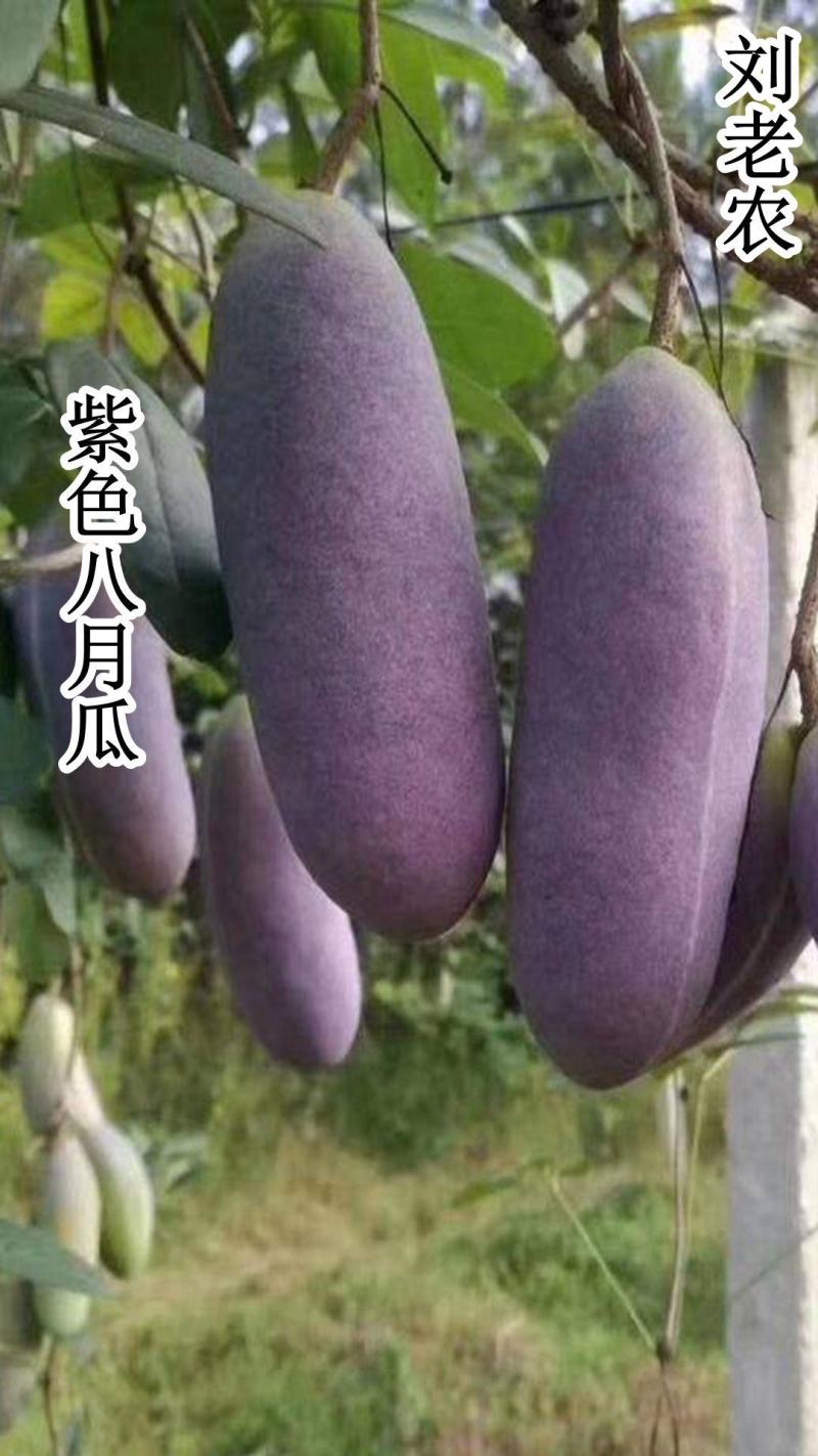 八月瓜苗果园上架丰产大苗当年结果苗两年小苗次年结果苗