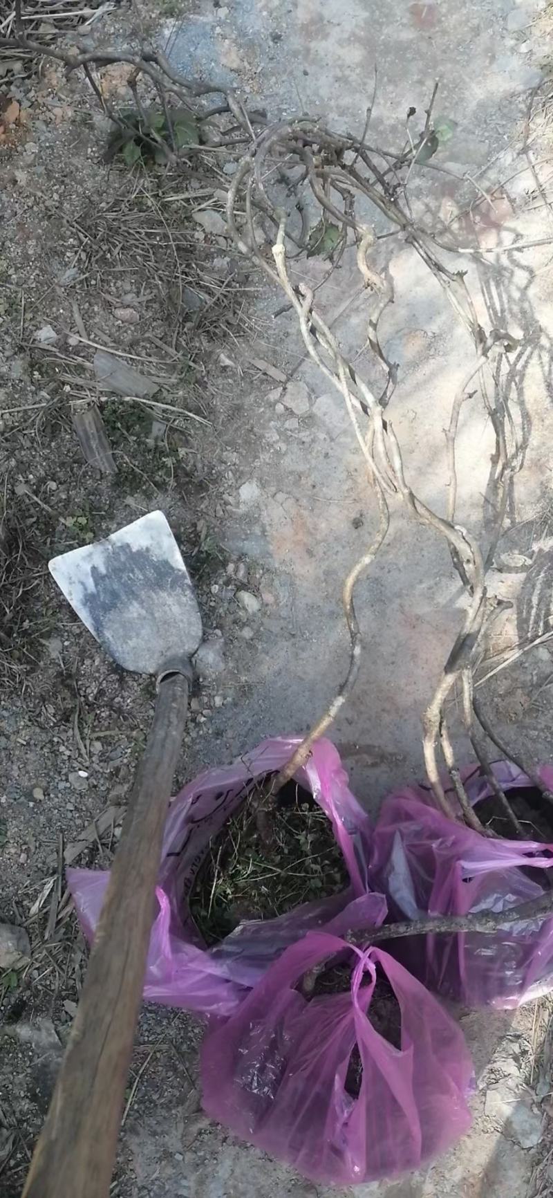 八月瓜苗果园上架丰产大苗当年结果苗两年小苗次年结果苗