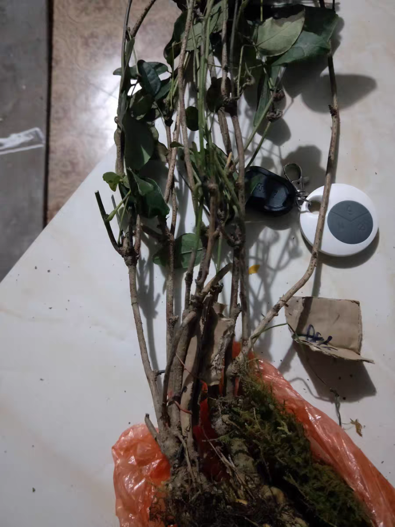 八月瓜苗果园上架丰产大苗当年结果苗两年小苗次年结果苗