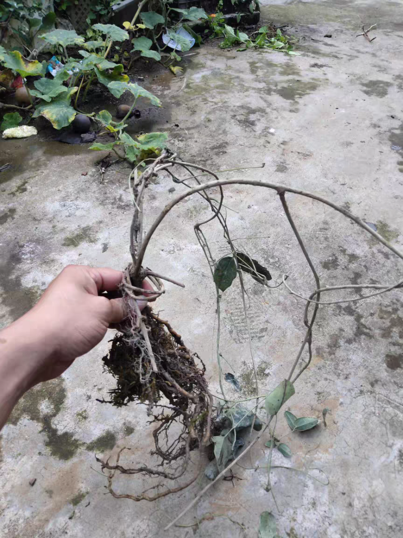 八月瓜苗果园上架丰产大苗当年结果苗两年小苗次年结果苗