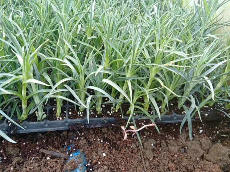 康乃馨苗，双色，花边色。花色多供你选
