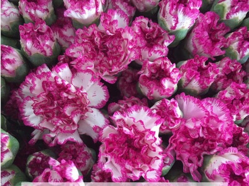 康乃馨苗，双色，花边色。花色多供你选