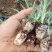 康乃馨苗，双色，花边色。花色多供你选