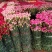 康乃馨苗，双色，花边色。花色多供你选