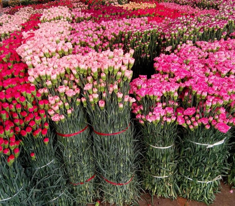 康乃馨苗，双色，花边色。花色多供你选