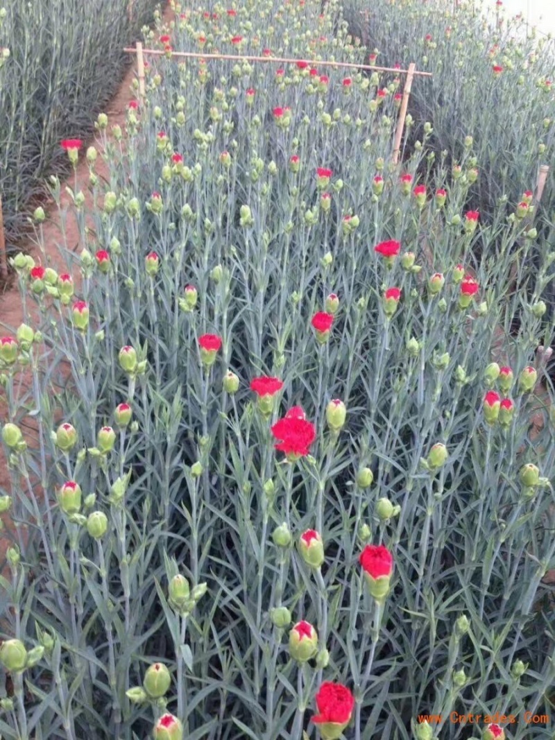 康乃馨苗，双色，花边色。花色多供你选