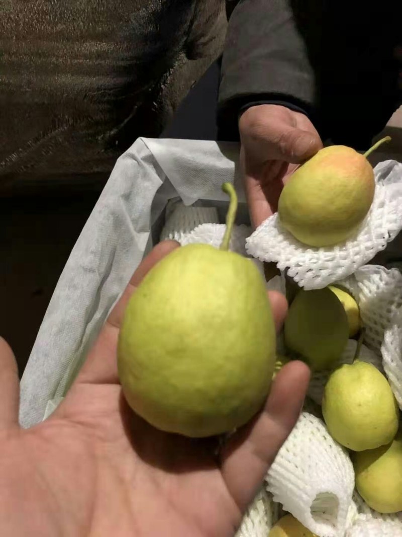 库尔勒香梨大量供应礼品盒装大量现货口感超级好