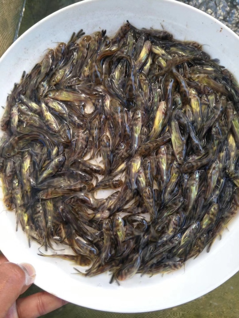 黄骨鱼苗杂交黄骨鱼苗全雄黄骨鱼苗黄辣丁黄颡鱼黄鸭子养殖