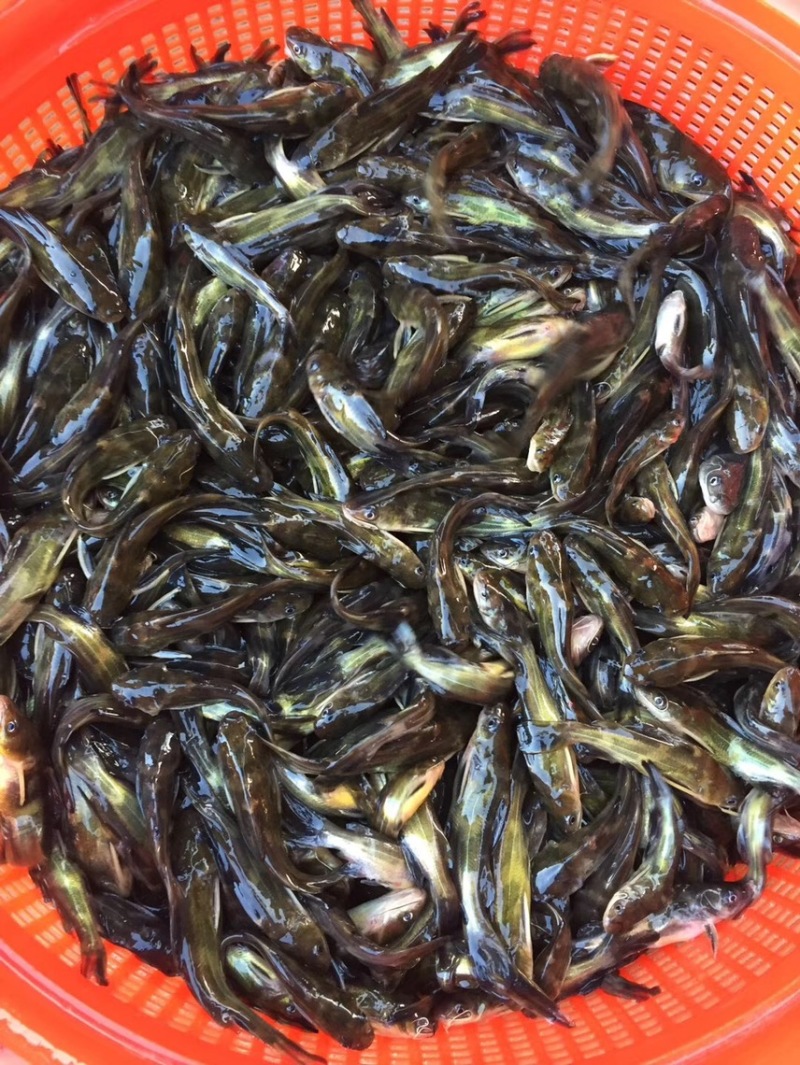 黄骨鱼苗杂交黄骨鱼苗全雄黄骨鱼苗黄辣丁黄颡鱼黄鸭子养殖