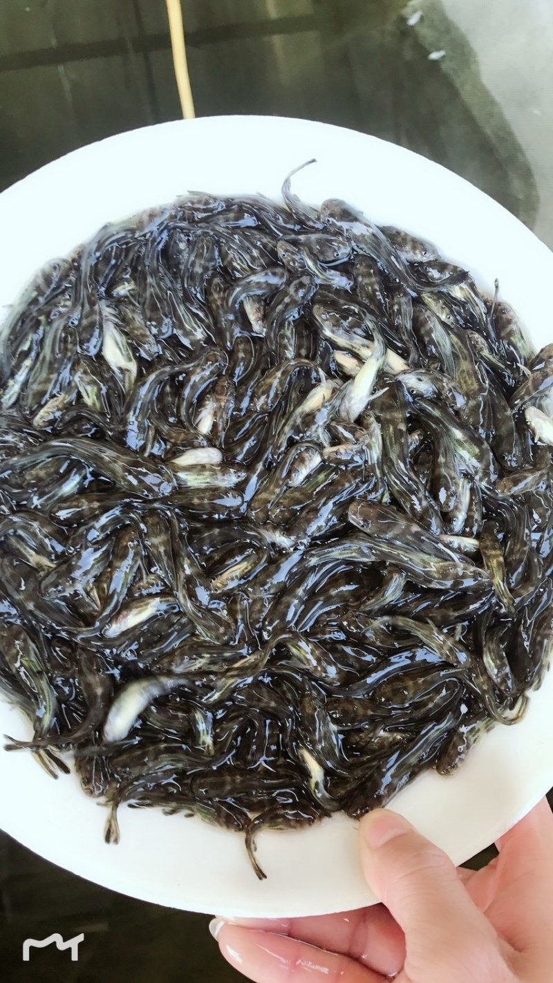 黄骨鱼苗杂交黄骨鱼苗全雄黄骨鱼苗黄辣丁黄颡鱼黄鸭子养殖