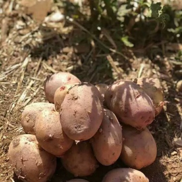 云南红皮黄心小土豆，新土豆，中大一斤3-4个左右个个完美