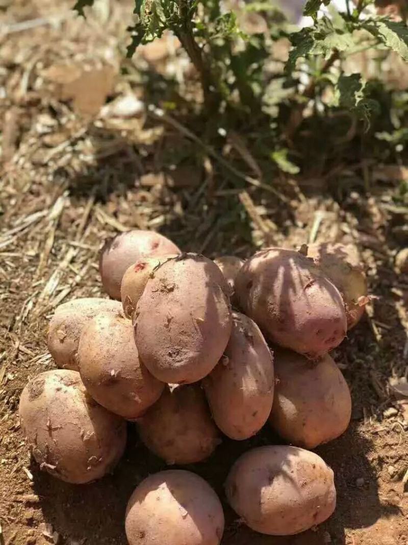 云南红皮黄心小土豆，新土豆，中大一斤3-4个左右个个完美