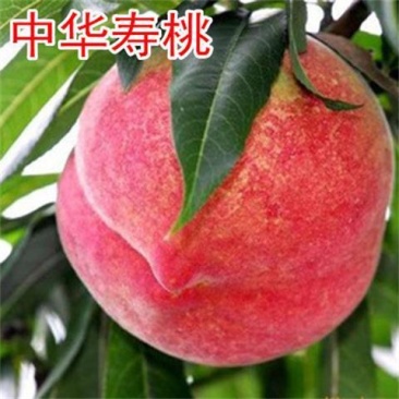 中华寿桃树苗特大嫁接早晚熟桃树苗南北方种植盆地栽当年结果